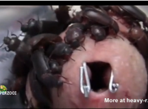 Beetles eat a living man’s penis