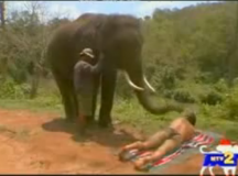 Elephant trained to slap man’s ballsack